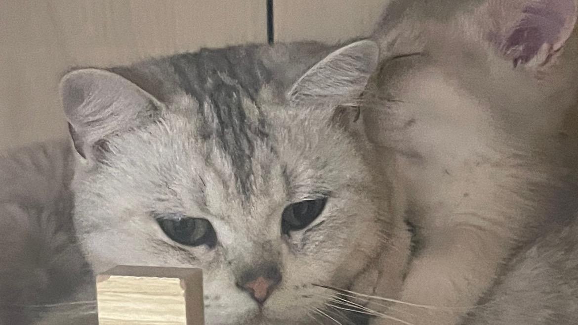 糊涂小Y在哪直播?她的直播平台与直播时间揭秘 糊涂小Y在哪直播?她的直播平台与直播时间揭秘